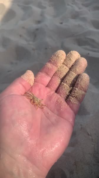 видео из отзыва ID 2688020