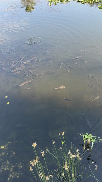 Видео из отеля Jiva Beach Resort 5*