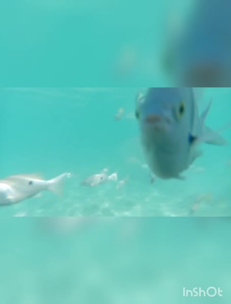 Видео из отеля Cardina Resort 5*