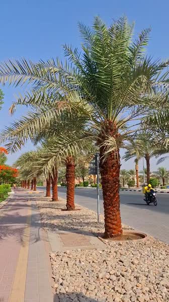 Видео из отеля Rove Al Marjan Island 4*