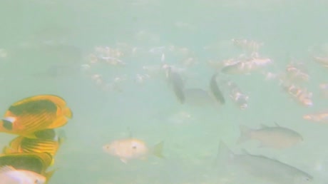 видео из отзыва ID 2696064