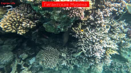 Видео из отеля Grand Oasis Resort 4*