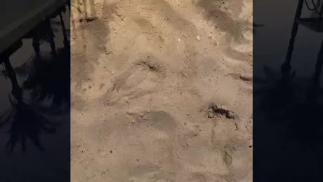 видео из отзыва ID 2703452