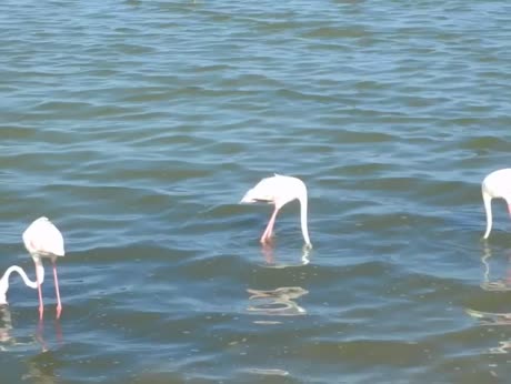 video 137775