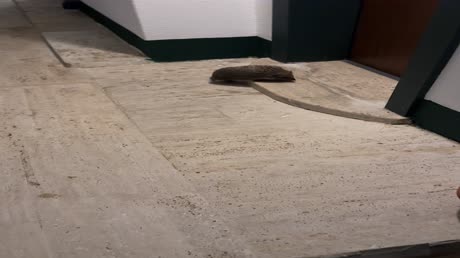 видео из отзыва ID 2704896