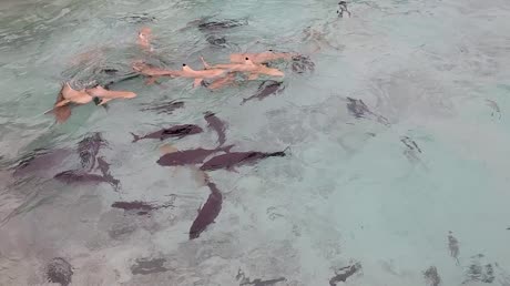 видео из отзыва ID 2705160