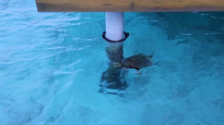 видео из отзыва ID 2705160