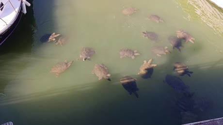 видео из отзыва ID 2705328