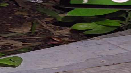 видео из отзыва ID 2706403