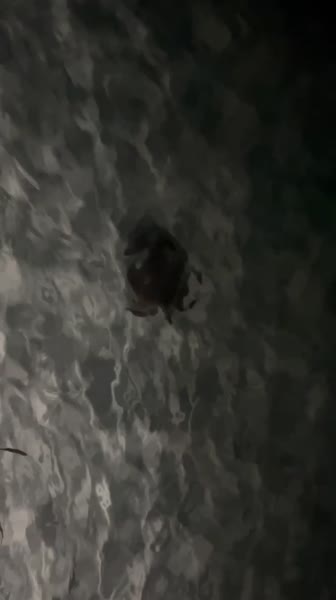 видео из отзыва ID 2706449