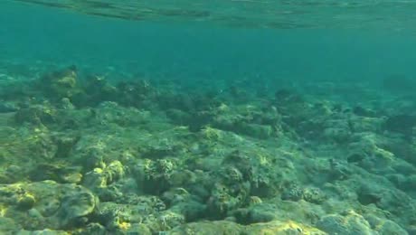 видео из отзыва ID 2707841