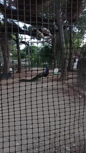 видео из отзыва ID 2707920