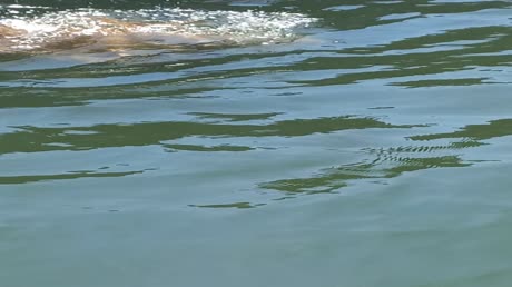 видео из отзыва ID 2709269