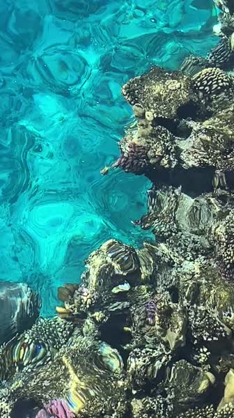 видео из отзыва ID 2710103