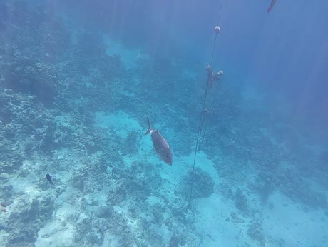 видео из отзыва ID 2711256