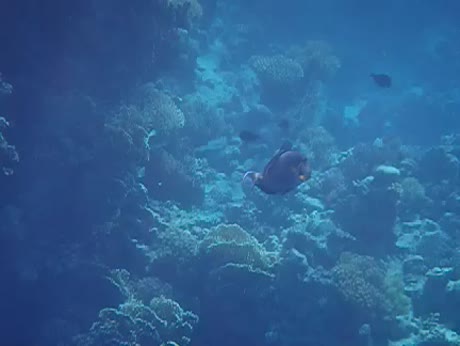видео из отзыва ID 2711154