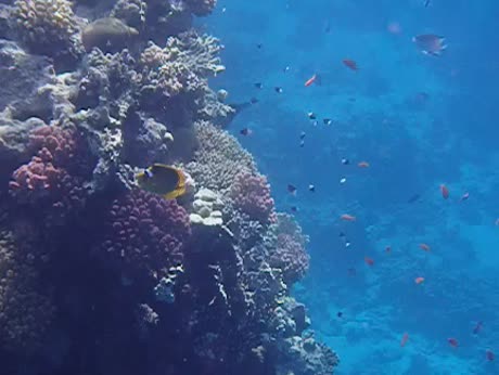 Hotel videos Grand Oasis Resort 4*