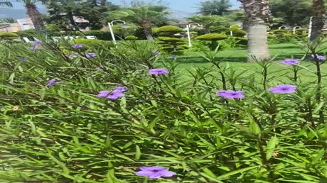 Видео из отеля Club Hotel Phaselis Rose 5*