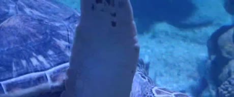 видео из отзыва ID 2715271