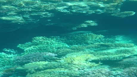 видео из отзыва ID 2715779