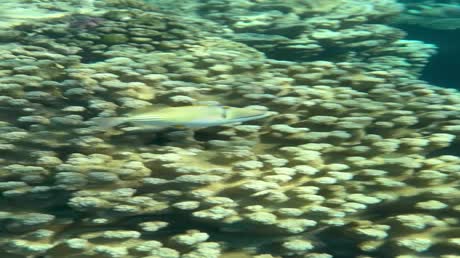 видео из отзыва ID 2715779