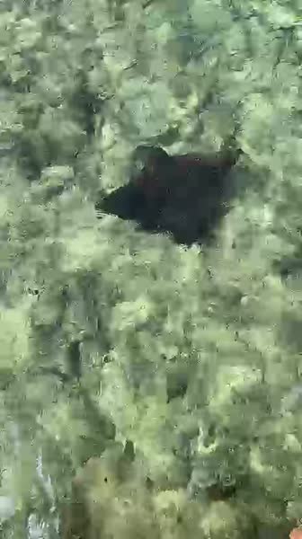 видео из отзыва ID 2718245