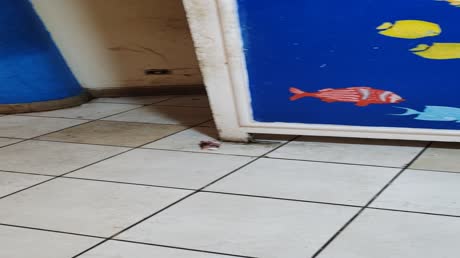 видео из отзыва ID 2718684