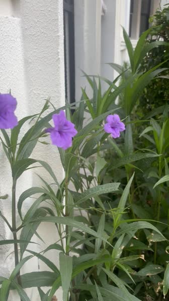 видео из отзыва ID 2719326