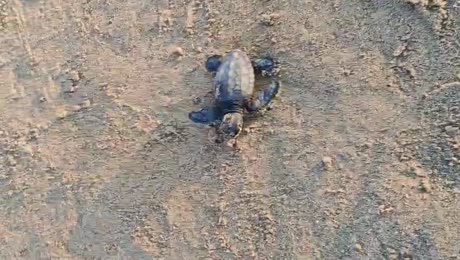 видео из отзыва ID 2720690