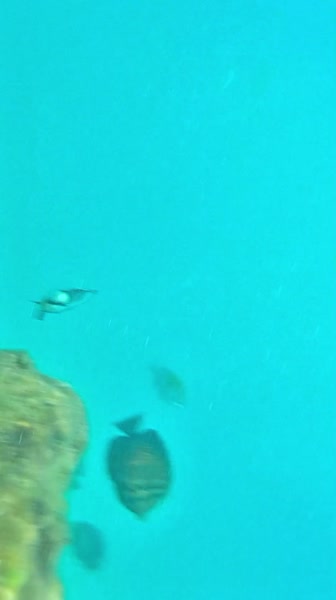 видео из отзыва ID 2721148