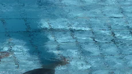 Hotel videos Parrotel Aqua Park Resort 4*