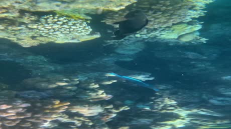 Видео из отеля Reef Oasis Beach Resort 5*