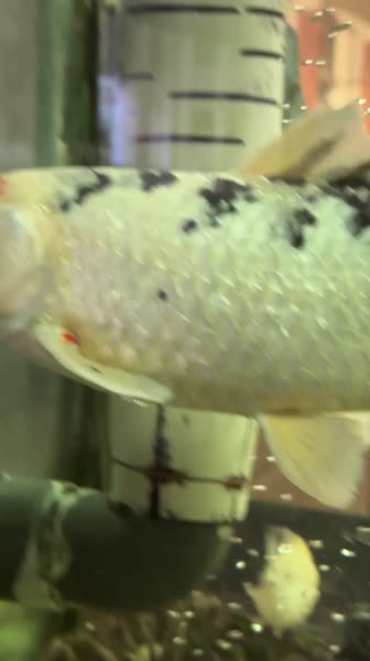 видео из отзыва ID 2723730