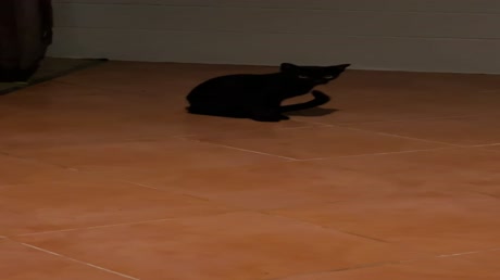 видео из отзыва ID 2724715