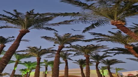 Видео из отеля Grand Rotana Resort & Spa 5*
