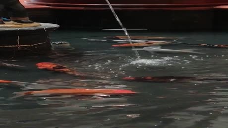 видео из отзыва ID 2724729