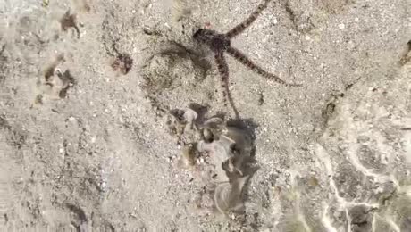 видео из отзыва ID 2725616