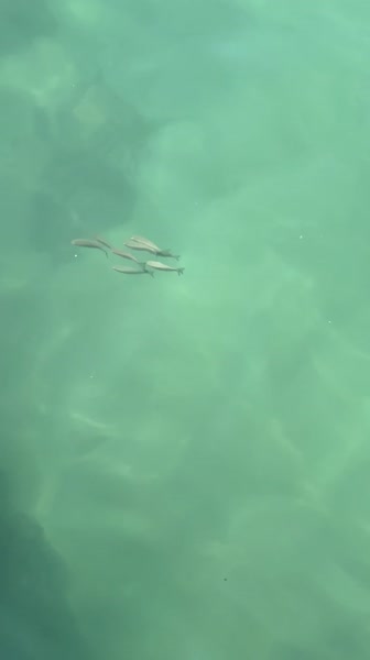 видео из отзыва ID 2726051