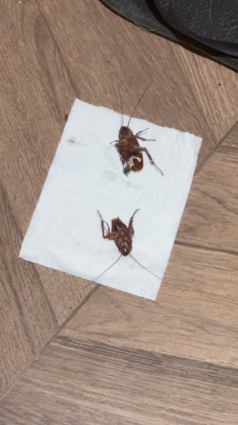 видео из отзыва ID 2726155