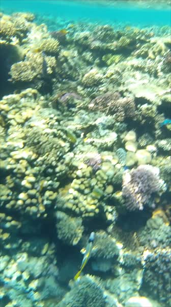 видео из отзыва ID 2726081