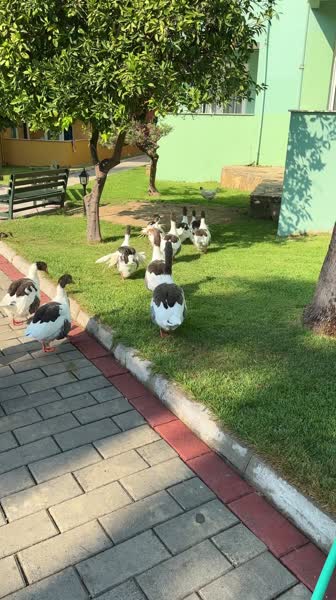 Hotel videos Armas Green Fugla 4*