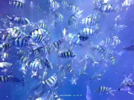 видео из отзыва ID 2728050