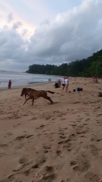 видео из отзыва ID 2728466