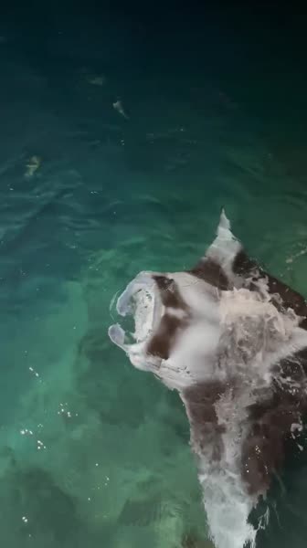 видео из отзыва ID 2728420