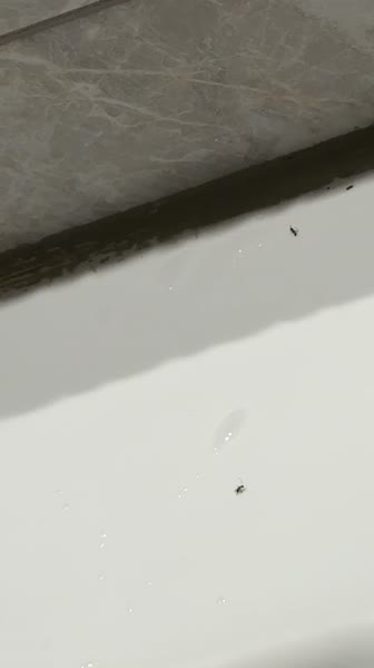 видео из отзыва ID 2730833