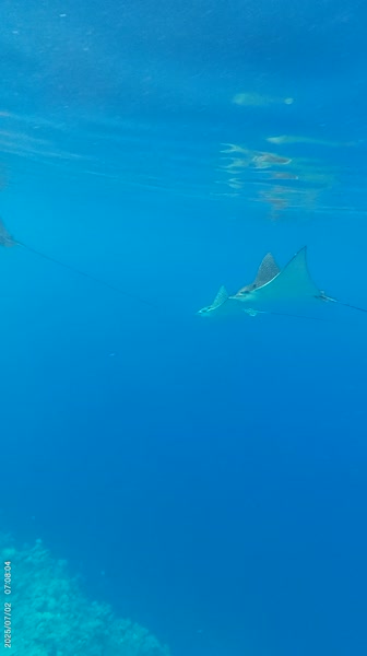 видео из отзыва ID 2731409