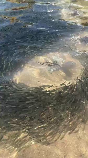 видео из отзыва ID 2731428