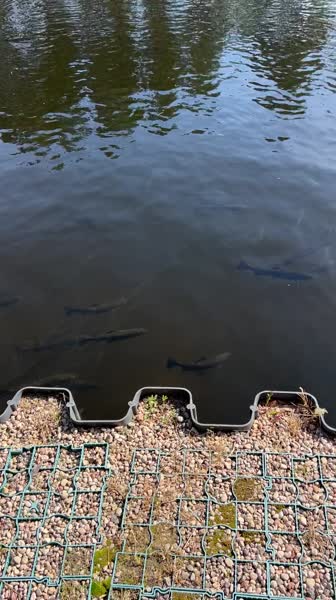 Hotel videos Парк-Отель Яркий