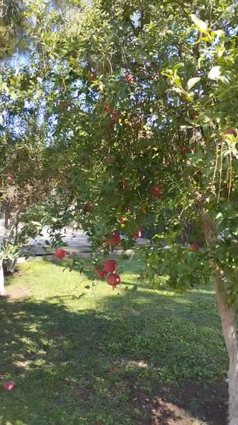 Видео из отеля Balmy Foresta 5*