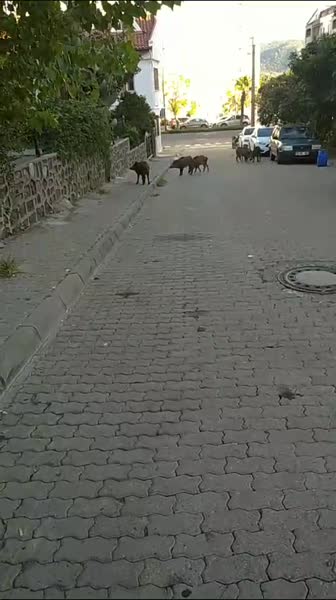 видео из отзыва ID 2649222